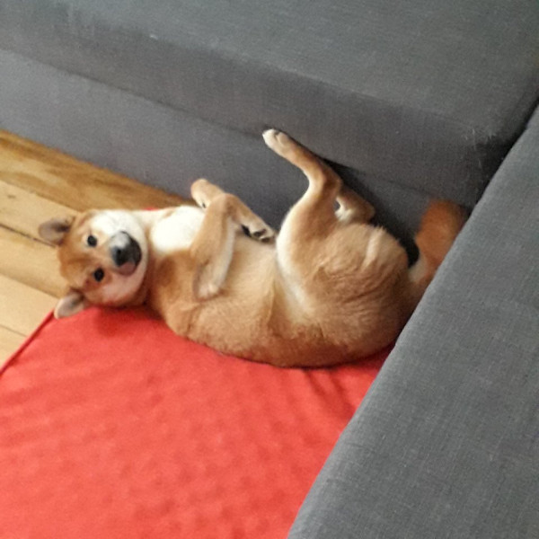 Zucchi