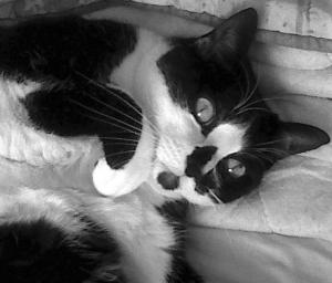 Lola