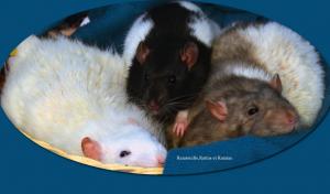 Ratatouille et Rattus