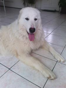 Jolie