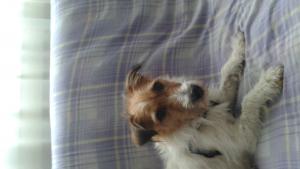 Junior