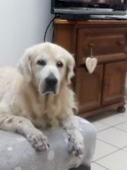 Elliott