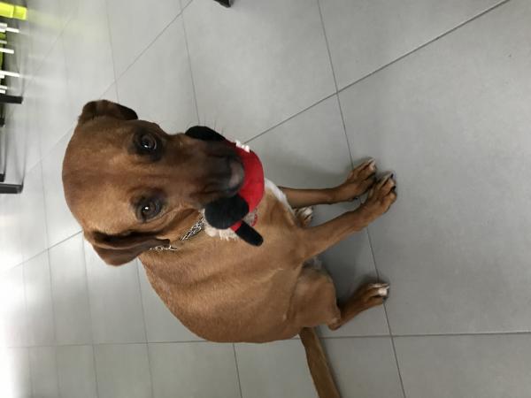 Cayenne