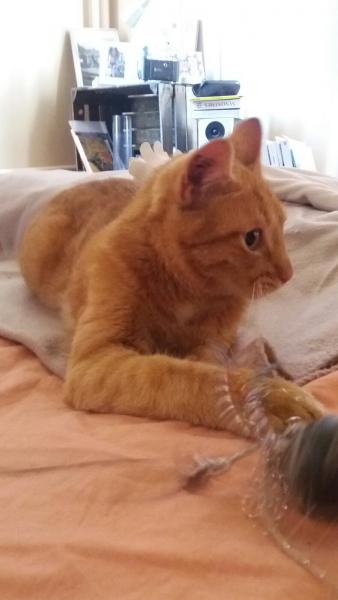 SIMBA