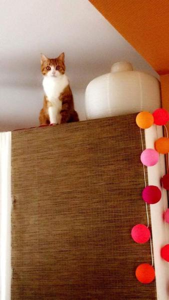 Kedi