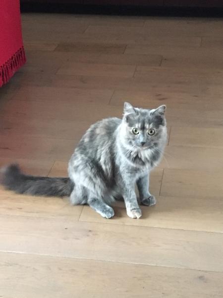 Pépite 