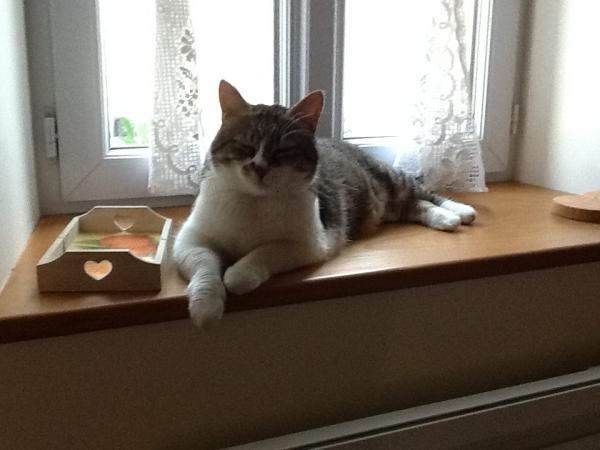 Minou-Minou