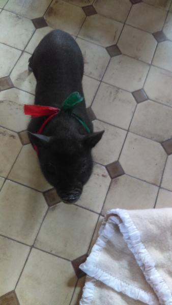 Fifi