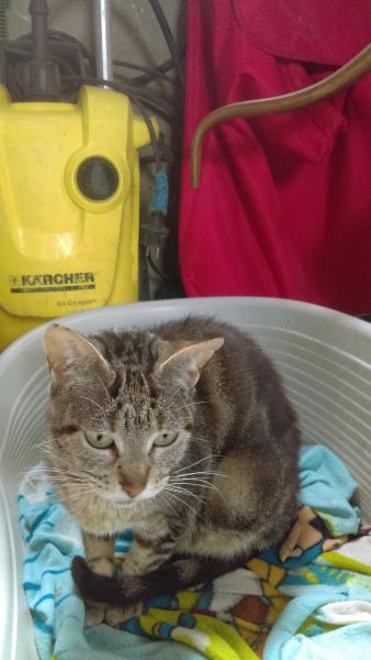 Kitty