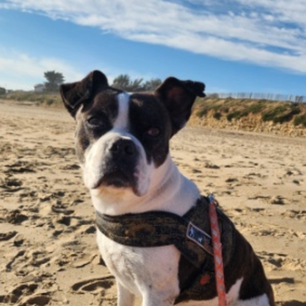 Maya