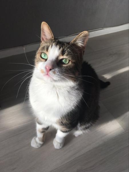 Mya