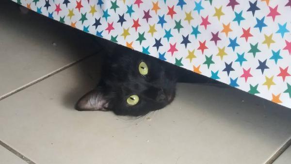 Salem