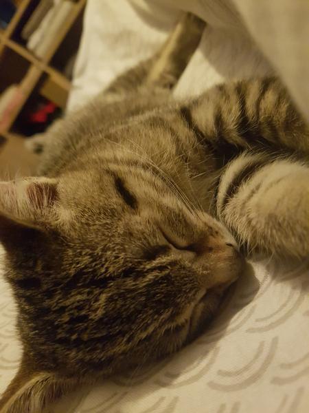 Nala