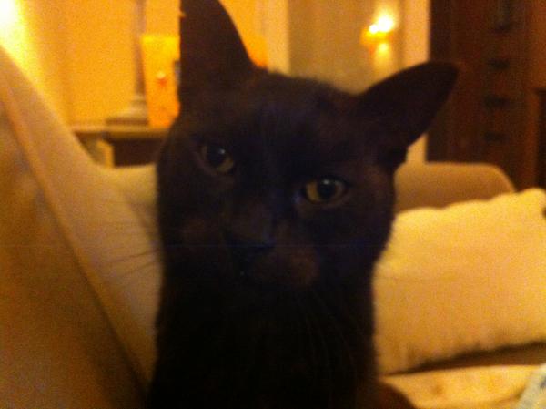 REGLISSE