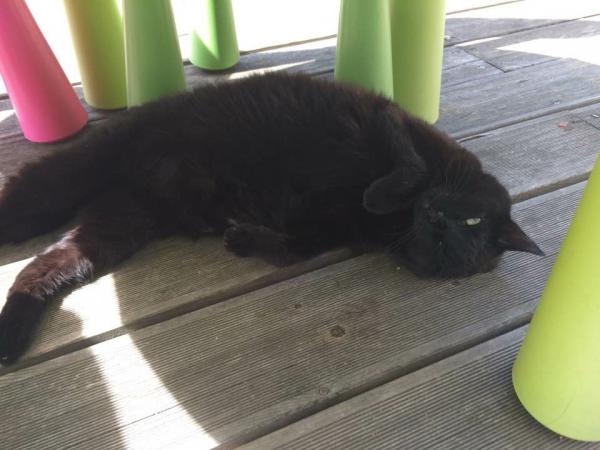 Bagheera