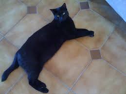 filou