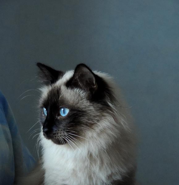 Princesse