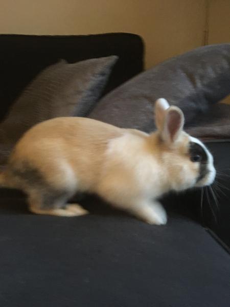 Clovis
