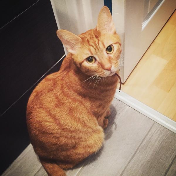 Simon