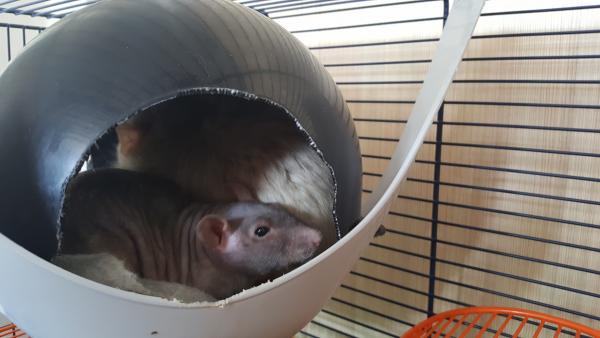 Olaf