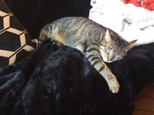 Kitty