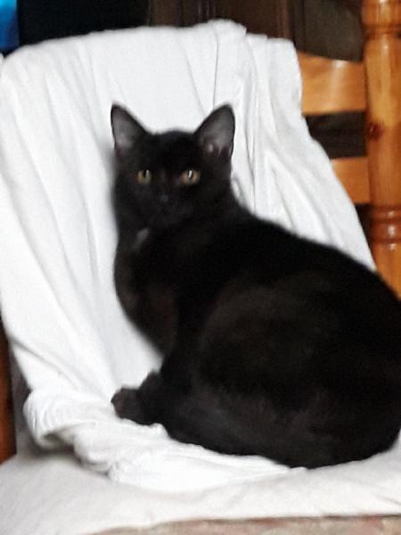 Nacho