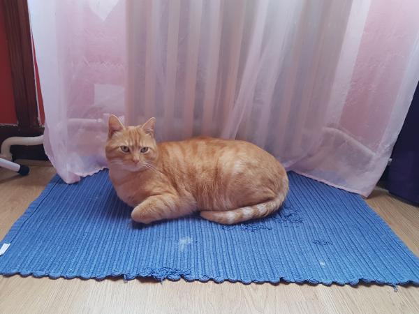 Napoleon
