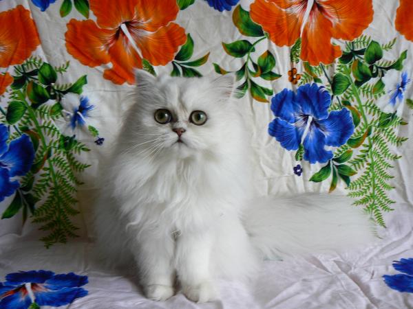 Kitty