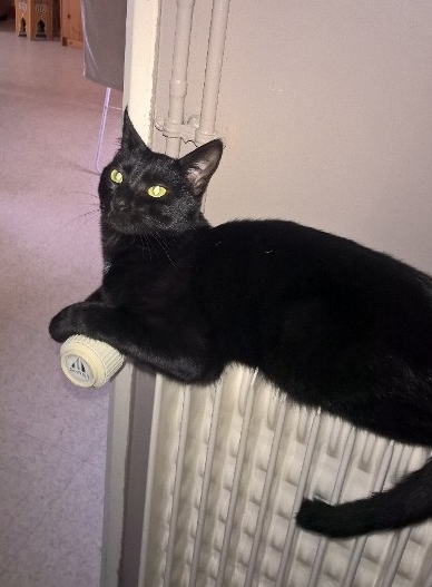 Travis
