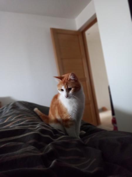 Tigrou