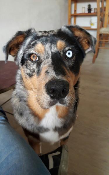Kuma