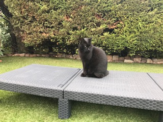 Absinthe