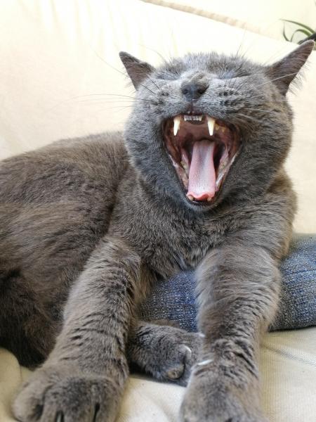 Scat