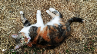 Noisette