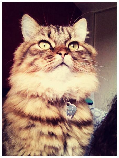 Darcy
