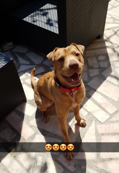 Maya