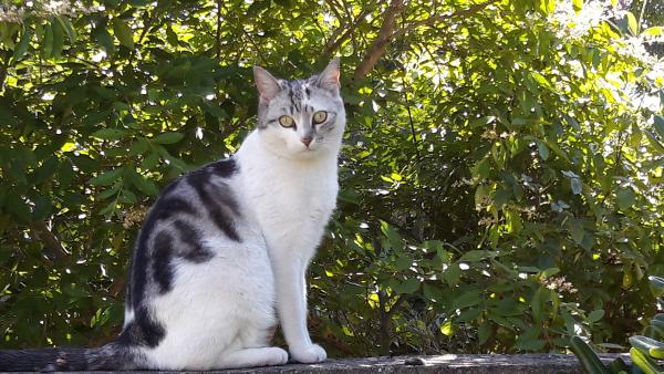 ISHKA