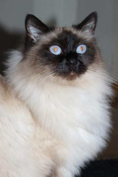 Maycoon