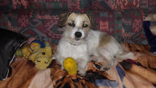 chipie
