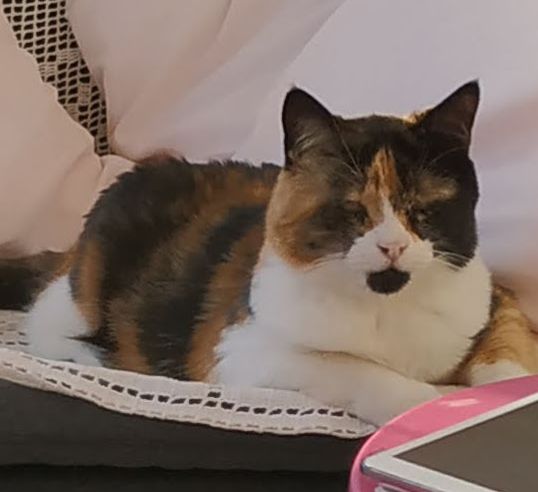 MAYA