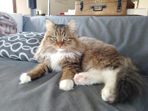 Oliver