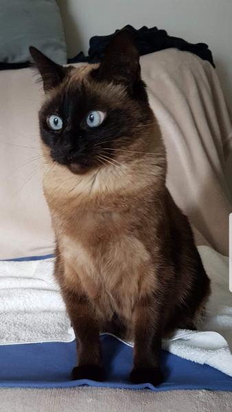 Nikita
