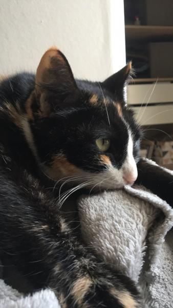 Nala