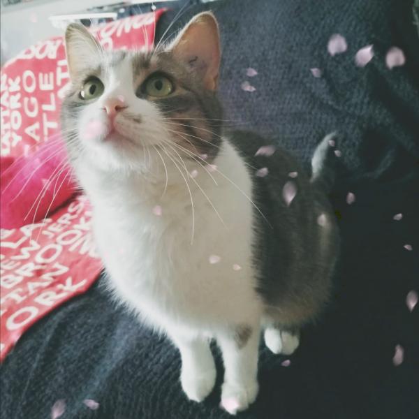Moushi