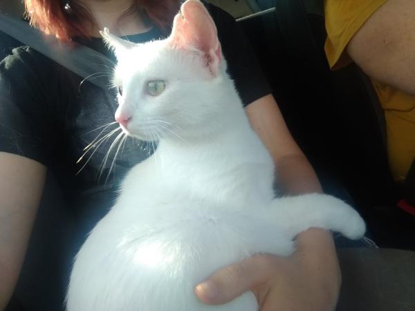 Yuki