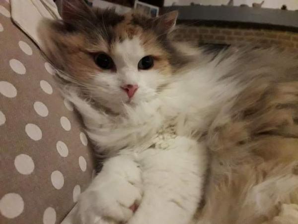 Galia