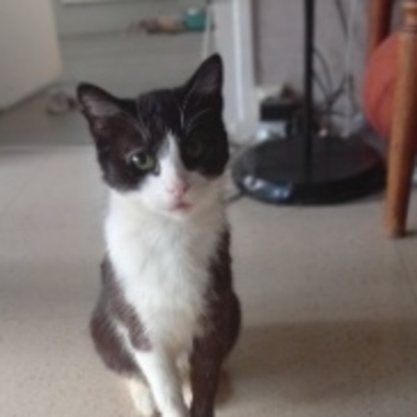 Minouchka