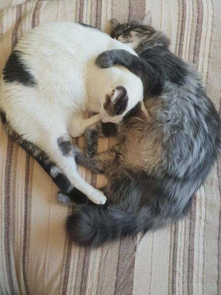 Ronron et Flocon