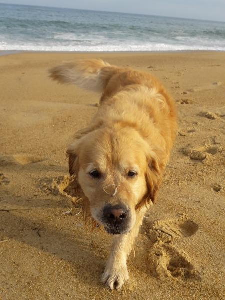 Pixies