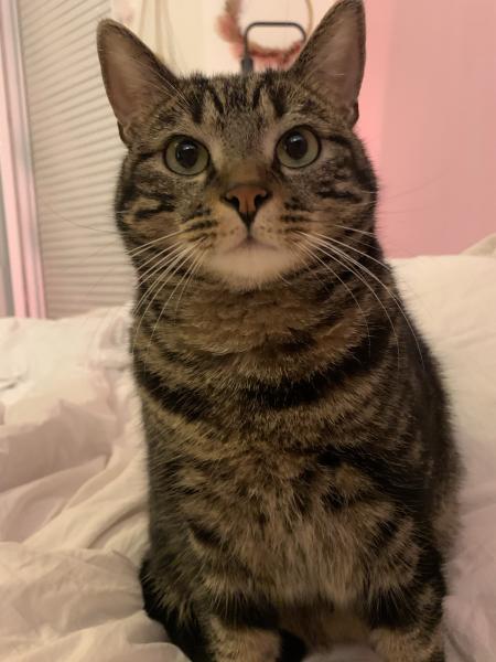 Oscar